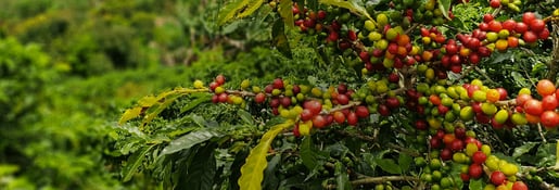 senseo our story sourcing